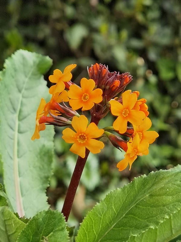Primula aurantiaca photo